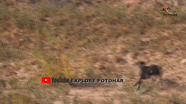 6 Greyhound Dog vs 1 Hare | Khargosh | Rabbit Hunting | Hunting Dog | Worst Door Of the Season смотреть онлайн