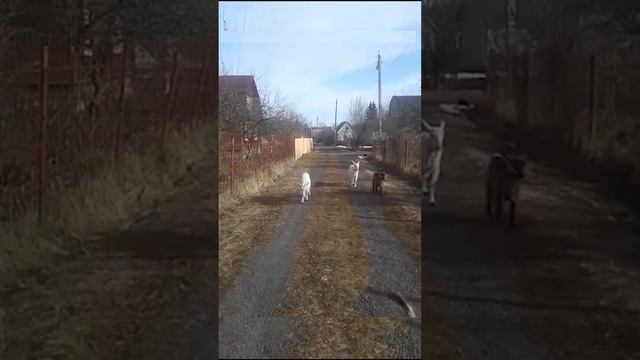 Продам козлят. Козлята. Продажа козлят. Дойные козы. Козел производитель смотреть онлайн