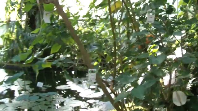 Frankfurt Palmengarten смотреть онлайн