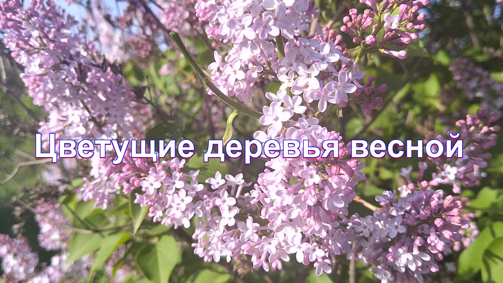 Цветущие деревья весной. 2023 смотреть онлайн