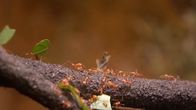 TOP 10 ANIMAL RIVALRIES: Biggest Animal Rivals смотреть онлайн