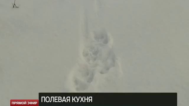 В Богдановичском заказнике открыли полевую кухню для косуль смотреть онлайн