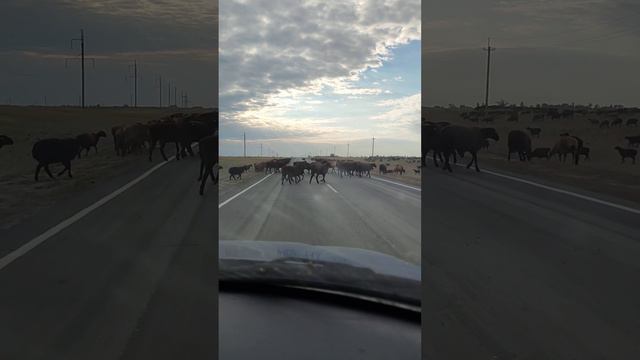 Степная отара в Астраханской области смотреть онлайн