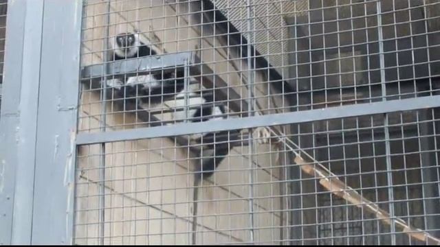 Кричащий лемур вари смотреть онлайн