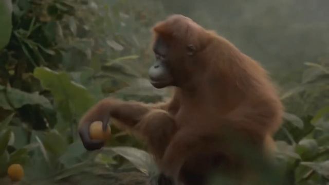 Обитатели War Thunder смотреть онлайн