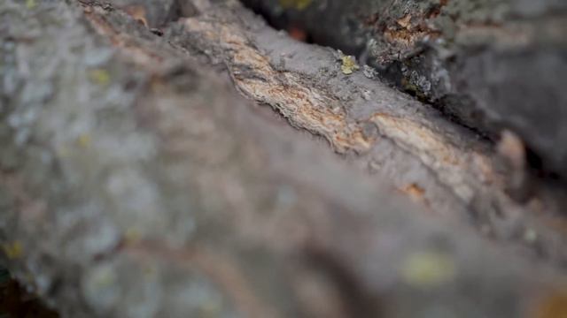 Мощный нож URAL от Kizlyar Supreme. Сталь Sleipner. Convex Grind