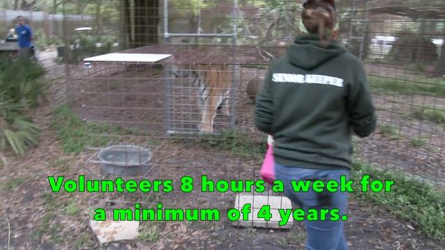 Volunteer Shirt Colors At Big Cat Rescue - FAQ Friday смотреть онлайн