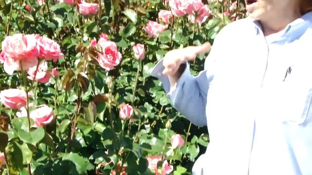 Queen Elizabeth, Grandiflora Rose