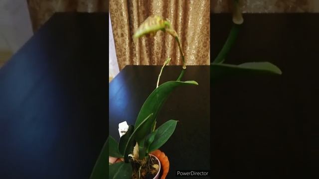 Psychopsis Mariposa. Орхидея психопсис Марипоза, цветение. Уход.