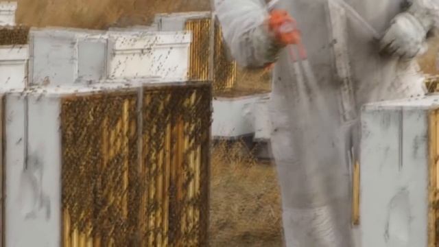 Тысячи пчелосемей+ Промышленные зимовники США: подготовка пчел к зимовке смотреть онлайн