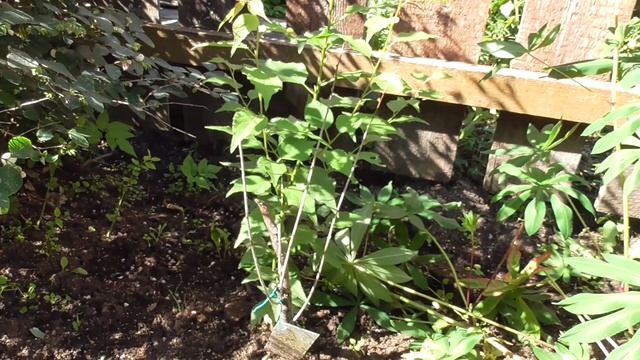 Ночная красавица # 12 смотреть онлайн