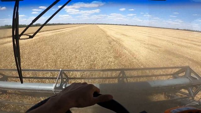 Уборка урожая 2022. Зашли молотить ПШЕНИЦУ смотреть онлайн