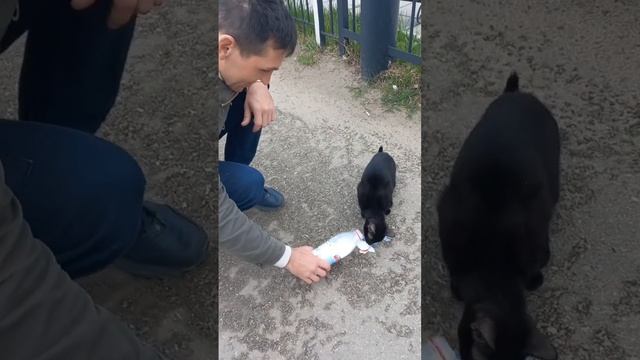 Музей паровозов в Нижнем Новгороде #путешествия #нижнийновгород #паровоз #коты