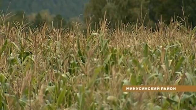 О хлебе насущном от 22.09.18 смотреть онлайн