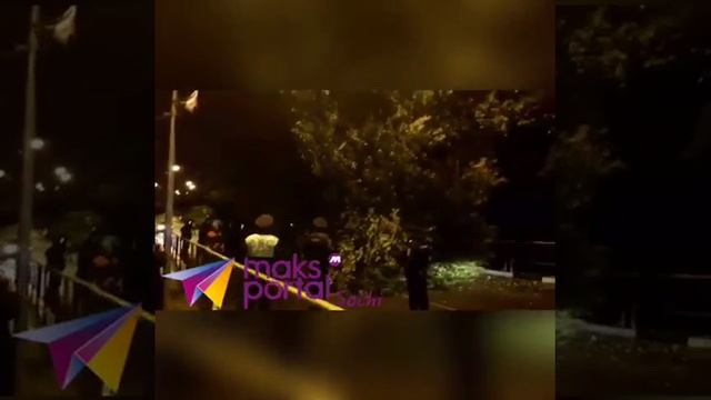 Рухнувшее в Сочи дерево едва не придавило автобус с пассажирами смотреть онлайн