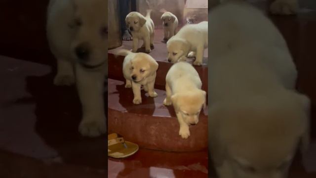 top quality lab puppies available location Madurai Dm 6379831700 смотреть онлайн