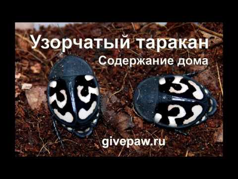 Экзотический насекомые - содержание дома узорчатых тараканов смотреть онлайн