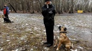 Ка-де-Бо Майк дрессировка общий курс