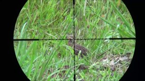 PCP пневматика. Охота на перепелов. Benjamín Maraunder 5.5 mm.