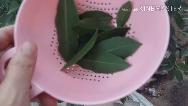 ПОМИДОР ТАМАТ... ТАЙЁРЛАШ НОНУШТАЛИГ смотреть онлайн