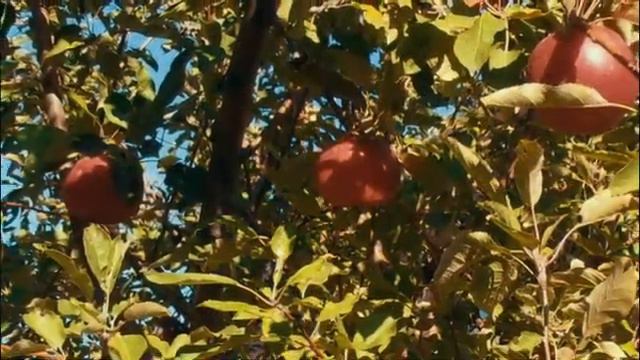 Осень в пригородах Таганрога. Греческие Роты. Autumn in the suburbs of Taganrog. Greek Companies. смотреть онлайн