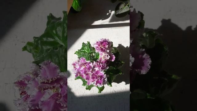 Фиалка РС-Весенний Поцелуй смотреть онлайн