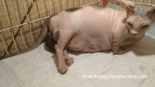 Persalinan Kucing Sphynx Bambino 2023 смотреть онлайн