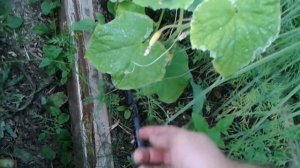 обустройство дачного участка с нуля 6