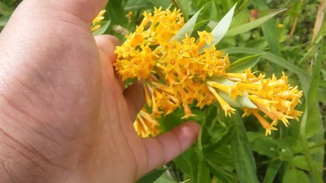 Cestrum parqui - flora argentina - Duraznillo negro - Hediondilla - PalquI смотреть онлайн