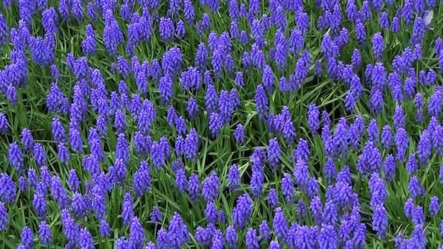 ~❀~  Мелодия для души... Вадим Гурьев - Улетающая душа... Vadim Guryev - A Soul flying away.