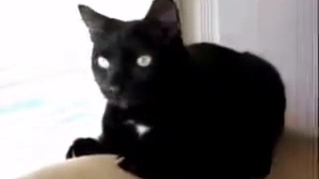 Сир очень плохо пахнет смотреть онлайн