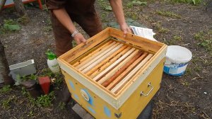 Развитие пчелопакета. Работа №3: Расширение гнезда до полного корпуса.