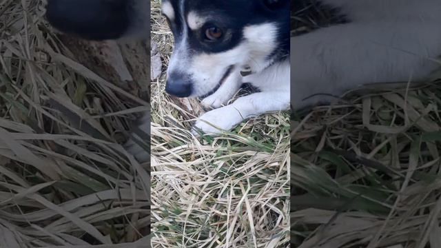 Боба гурман-любит грызть кости#собака#dog#perro смотреть онлайн