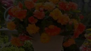 Чем подкормить бегонию — виды удобрений, внесение