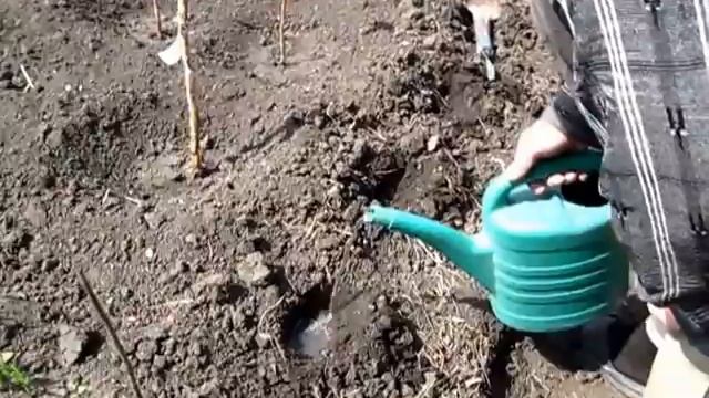 Как посеять Подсолнухи. Посев семечек подсолнечника смотреть онлайн