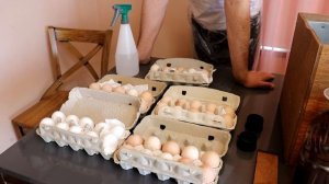 Автоматический инкубатор Блиц-48Ц. Закладка инкубационного яйца.