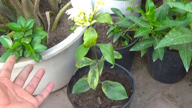 Gardenia Plant Ko Phool Lag Gia || What Is Care of Gardenia Plant смотреть онлайн