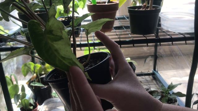 Mini Greenhouse Tour - Uncommon/Rare Plants 🌿 смотреть онлайн