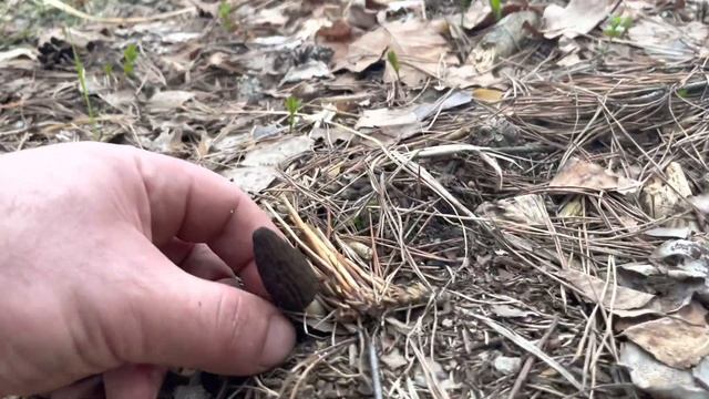 СЛАБОНЕРВНЫМ НЕ СМОТРЕТЬ! МИЛЛИОН ГРИБОВ НА ОДНОЙ ПОЛЯНЕ! СУПЕР ГРИБНОЙ ЛЕС! ТИХАЯ ОХОТА НА СМОРЧКИ смотреть онлайн