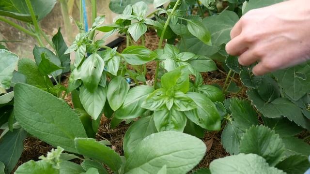 ☘️ BASILIC à l'INFINI смотреть онлайн