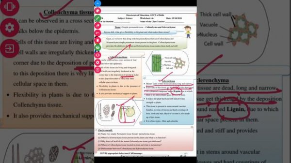 | Worksheet-46 (19/10/20) Solutions Class 9 in English | Collenchyma and Sclerenchyma |