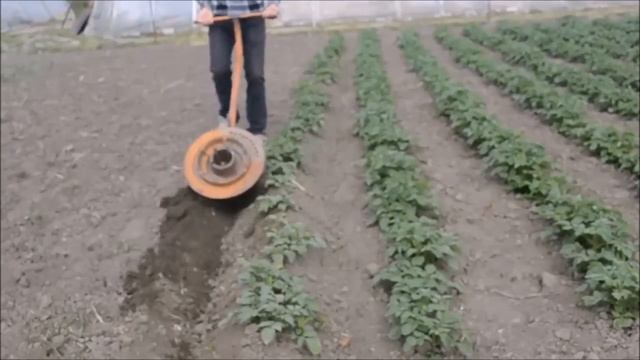 БИОЛОГИЯ. Окучивание картофеля. смотреть онлайн