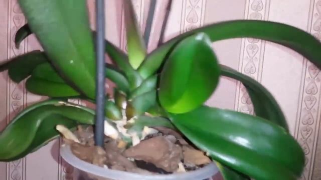 Размножаем орхидею черенкованием смотреть онлайн