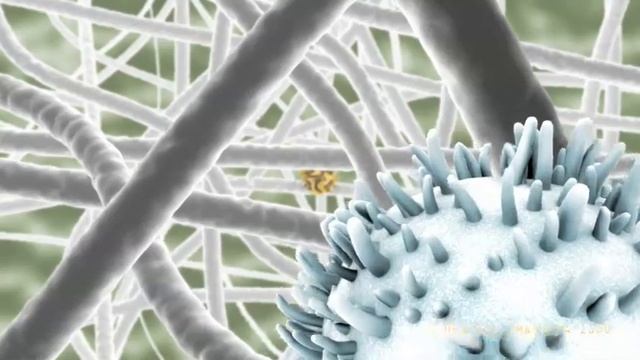 Lymphocyte migration. смотреть онлайн