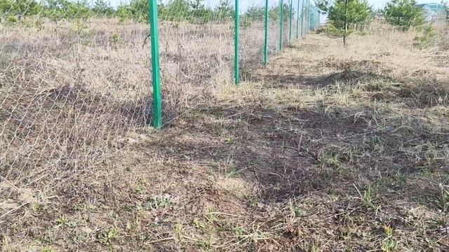 Опасен ли электропастух? смотреть онлайн