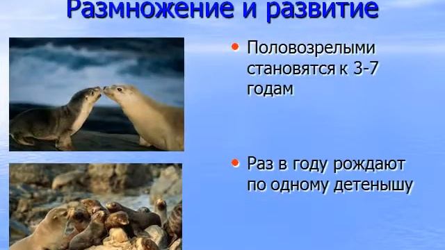 Презентация Ластоногие смотреть онлайн