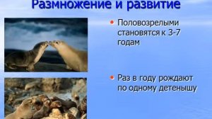 Презентация Ластоногие