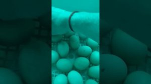 Китайский инкубатор WQ-48 часть 2