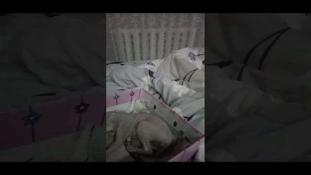 Обзор комнатки моего котёнка? я сома сделала, моего котика зовут Масик - Мася смотреть онлайн
