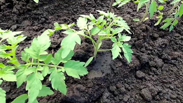 Выращивание безрассадных помидоров. Практический опыт. смотреть онлайн